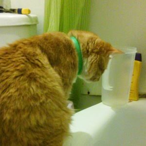 Meet your Posher, Kim